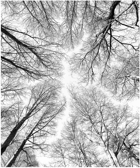 Alders and Sky by Todd Pickering